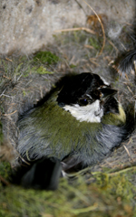 Great tit female