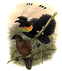 illustratie paradijsvogel