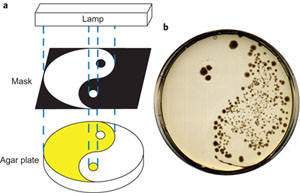 E. coli grown on an agar plate containing UV-activated antibiotic shows the pattern from a template held between it and the lamp. © Nature Chemistry