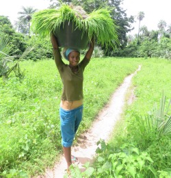 Transport kiemplanten naar de rijstvelden