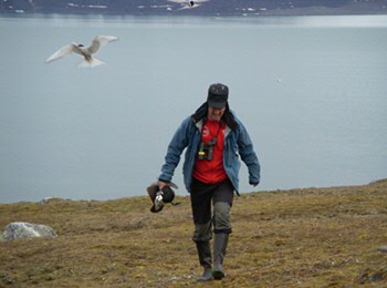 Loonen met een gans, de opgewonden Noordse sterns negerend (foto Suzanne Lubbe)