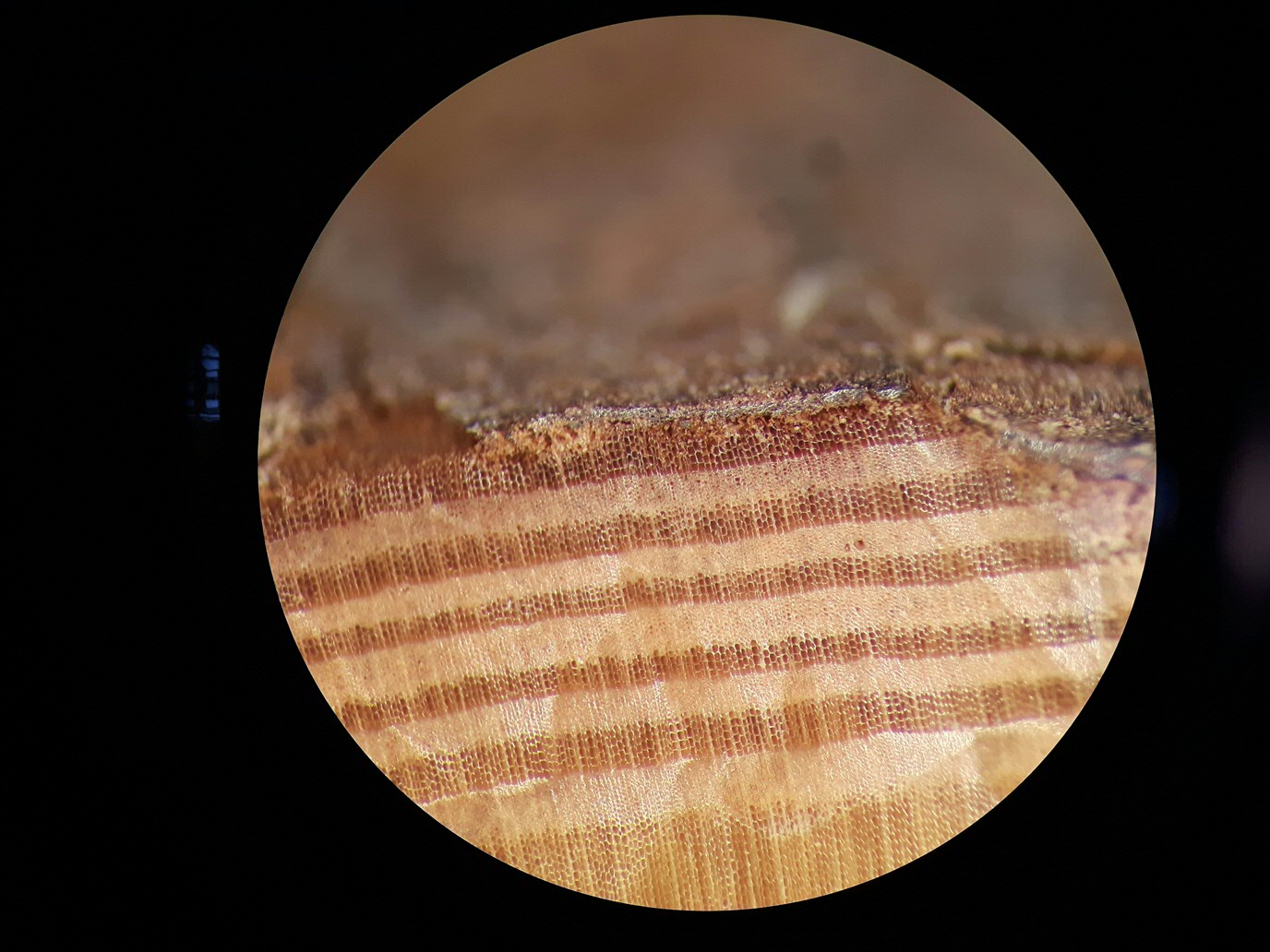Microscopisch beeld van de buitenste boomringen uit een balk, opgegraven in Por-Bajin. Van de laatste ring is alleen het vroege hout gevormd (donkere band, de lichte band is laat hout). De koolstof-14 piek is gevonden in de derde ring vanaf de bast. Foto: P. Doeve