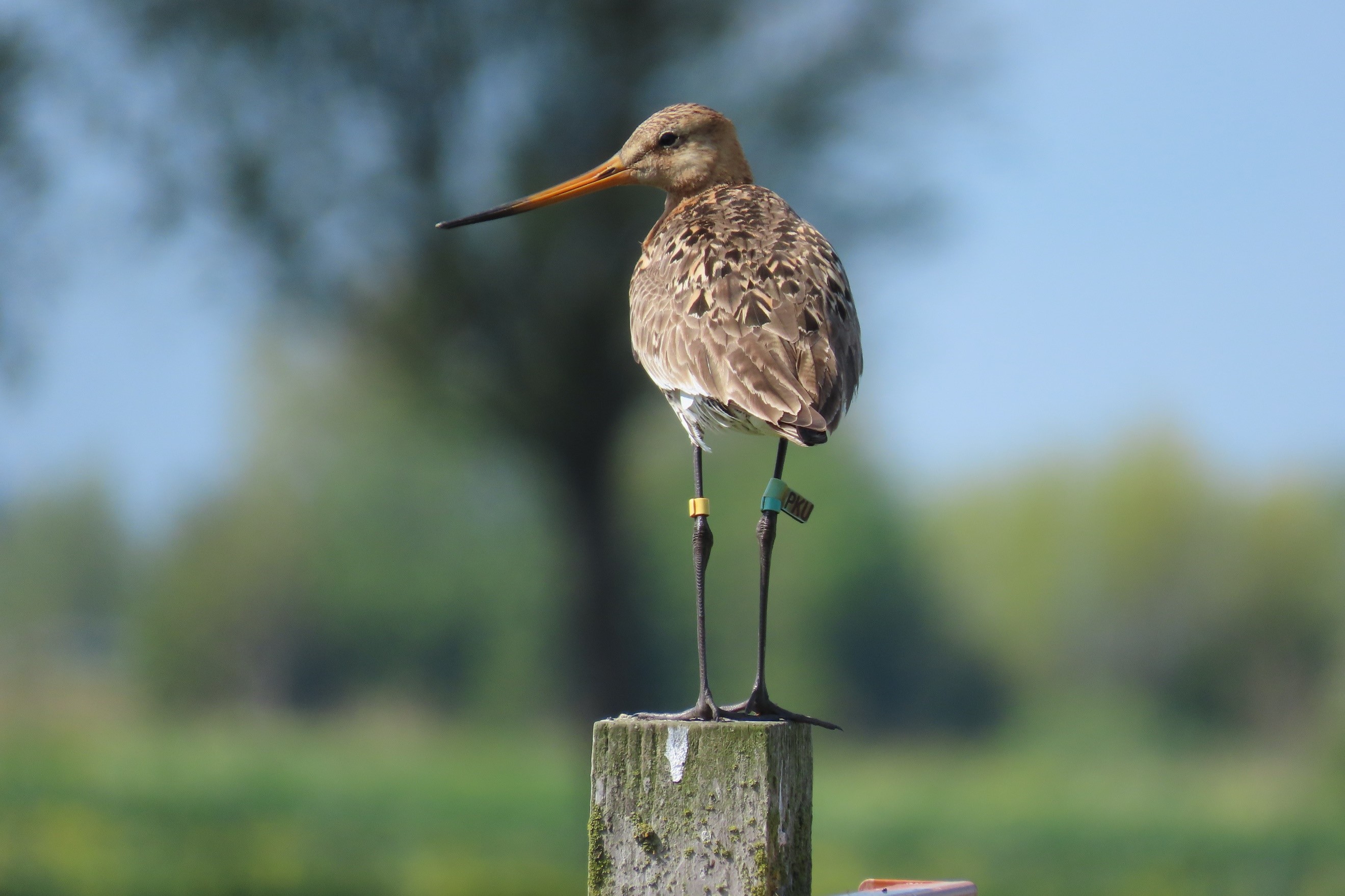 This is godwit ‘PKU’, a hand-reared experimental chick from 2016 who, at 21 days, escaped the lawn on which the godwits would, during the day and while being monitored, learn to find their own food. Jelle Loonstra discusses this: ‘She had us very worried the day we couldn't find her on the lawn, despite the transmitter that was attached to the flag bearing the letters PKU. After an entire evening of searching the polder, we were forced to give up. We were thus all the more surprised and happy when PKU was spotted by colleagues in the following weeks. PKU returned to the area of study two years later, paired up and raising chicks at the tender age of two. Since then she has returned to the southwestern corner of Friesland every year, including in 2023. Photograph: BirdEyes, University of Groningen)