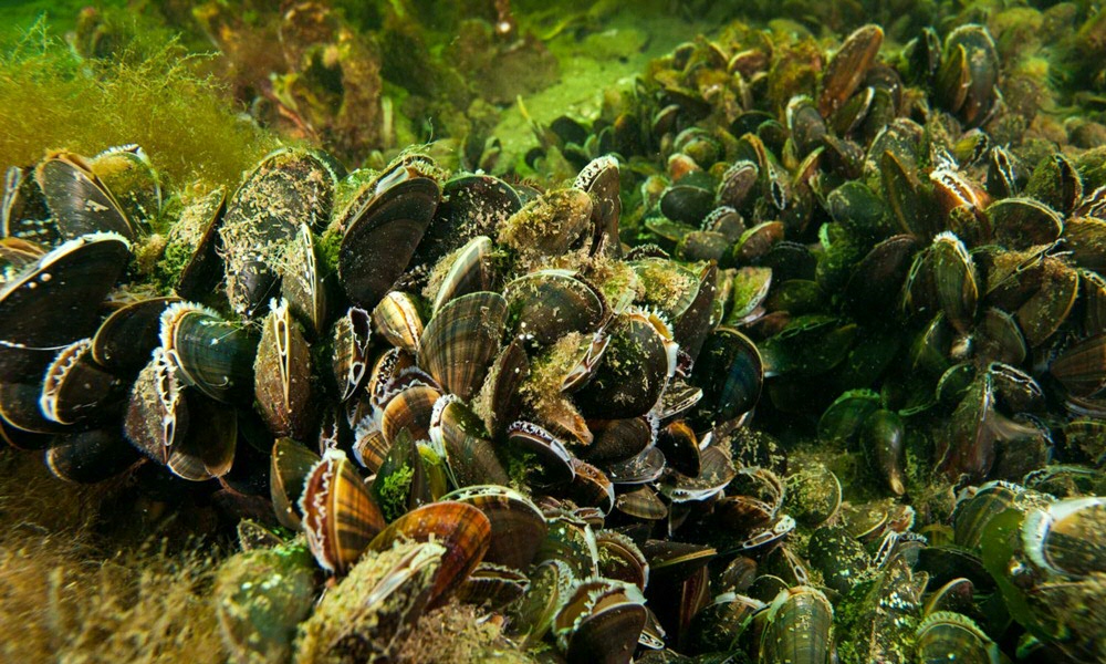 Photo by Cor Kuijvenhoven of mussels