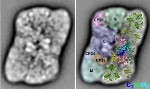 Electron Microscopy