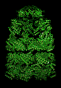 Molecular chaperone that helps to fold proteins. Dynamic analysis has shown functional coupling between the main domain GroEL and the capdomain GroES. Bert de Groot 