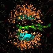 Reactive configurations for the neutral hydrolysis of a carboxylic ester. Blue and orange balls denote the first and second water molecule participating in the reaction. Theo Rispens & Marc Lensink 