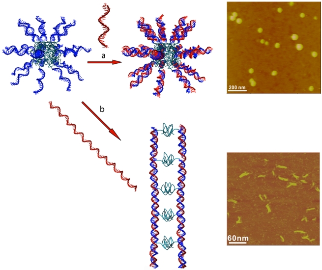Figure 1: a) Hybridization of ss DNA block copolymer micelles with short complementary oligonucleotides does not change the spherical shapes of the particles. b) Watson-Crick base pairing with long template strands encoding several times the complement of the micelles leads to formation of rod-like particles.