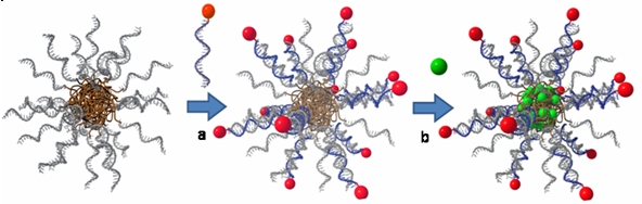Figure 2: a) Functionalization of ss DNA block copolymer micelles with targeting units for cancerous cells by hybridization. b) Loading of the particles with an anticancer drug that accumulates in the hydrophobic core of the micelles.