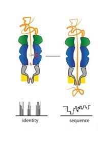 Identificatie en sequentiebepaling van een molecuul met behulp van nanoporiën. Links worden eiwitten in fragmenten gesneden en geïdentificeerd. Rechts worden individuele eiwitten uitgevouwen en door een nanoporie geregen.
