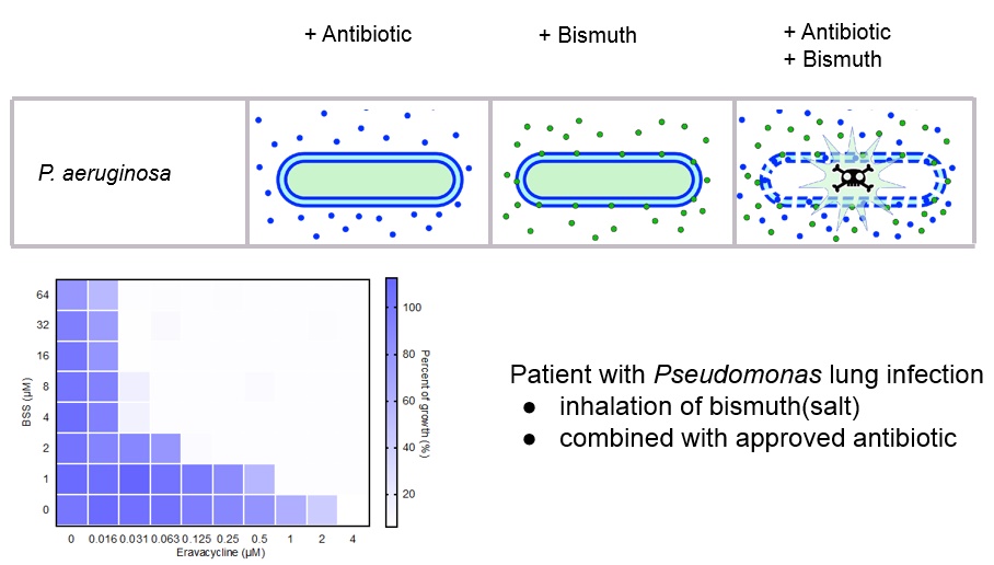 Research Kuipers: Treatment of patient with Pseudomonas lung infection through inhalation of bismuth (salt) combined with approved antibiotic
