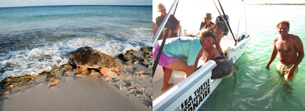 Photo left: Release of a Loggerhead female after satellite transmitter deployment in Bonaire, 2007 (Photo by Sea Turtle conservation Bonaire) Photo right: Marjolijn Christianen, Mabel Nava and Funchi Egberts releasing a tracked green turtle (Photo by MJA Christianen).