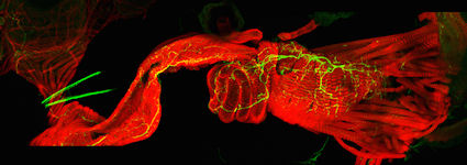 The winning image shows neurons (green) that innervate muscles (red) of the reproductive tract of a female fruit fly.