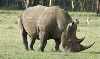 white rhino grazing