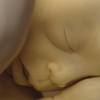 Anatomical preparation of a 7 months old fetus of twins, collection of Petrus Camper