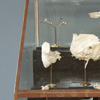 Glass case with preperations of auditory ossicles