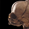 Skelleton of a Nuper Natus, collection of Pieter de Riemer