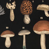 Champignons Comestibles, Educational poster of 33 varieties of mushrooms, Achille Comte.