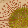 Educational poster of Drosera rotundifolia, 1878-1883