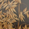 Different cereals, probably used as a demonstration of refinement, ca. 1905