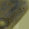 Specimen of a striped day gekko (Phelsuma Lineata)