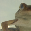 Specimen of a European frog (Rana Temporaria) 