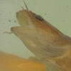 Specimen of an eel (Anguila Anguila)
