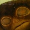 Specimen of a spectral tarsier (Tarsius Spectrum)