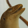 Specimen of a garden skink (Mabuya Multifasciata Kuhl)