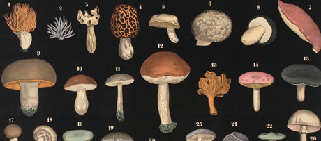Champignons Comestibles, Onderwijsplaat met 33 afbeeldingen van verschillende soorten paddestoelen, Achille ComteChampignons Comestibles, Educational poster of 33 varieties of mushrooms, Achille Comte.