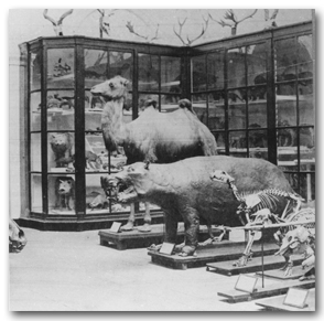 Museum of Natural History, University of Groningen, c. 1900