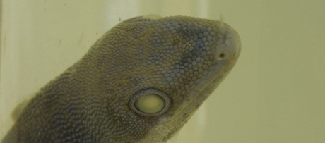 Gestreepte daggekko (Phelsuma lineata) op sterk waterSpecimen of a striped day gekko (Phelsuma lineata)