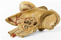 Anatomie