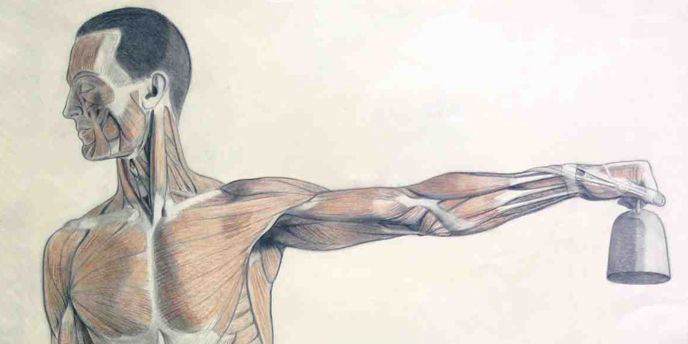 Anatomische tekeningAnatomical drawing