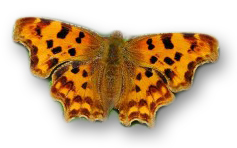 Vlinder