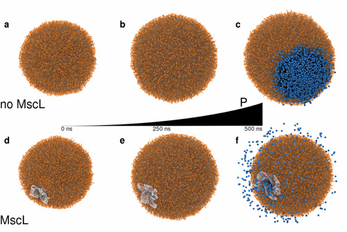 figure: popping liposome