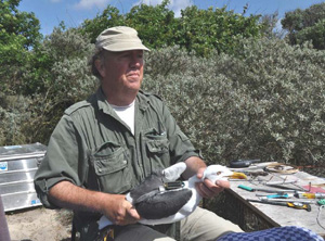 Camphuizen with with lesser black-backed gull