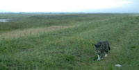 Photo Feral cat on Schiermonnikoog