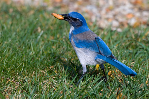 Scrub jay Photo Martijn Verddoes/www.agami.nl