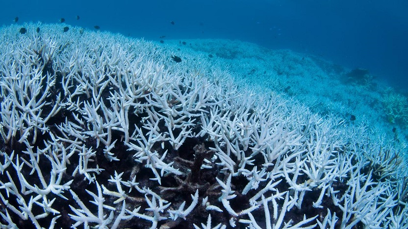 Coral bleaching in the Great Barrier Reef. Brett Monroe Garner / Getty Images