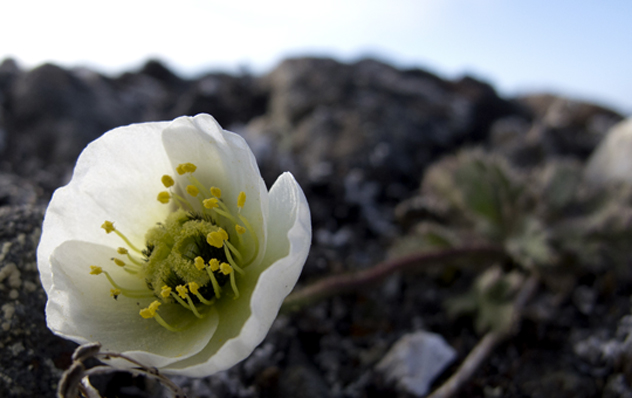 Svalbard Poppy, adapted to the extreme conditions in the Arctic (photo Frits Steenhuisen)