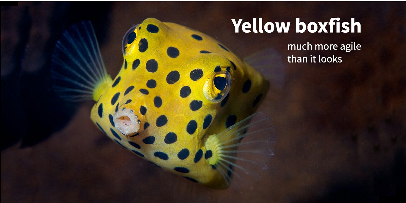 yellow boxfish | much more agile than it looks