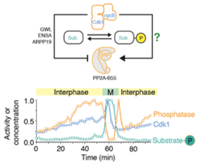 Figure: (Upper panel) Depiction of the regulation of PP2A-B55 by Cdk1 through double negative feedback via GWL/ENSA/ARPP19 and an uncharacterized Cdk1-dependent activation mechanism. (Lower panel) Time course of enzymatic activities of Cdk1 and PP2A-B55 and protein phosphorylation level of a mitotic substrate (Nup53) in a cycling frog egg extract. Note that PP2A-B55 (orange) activity first increases before then decreasing during mitosis.