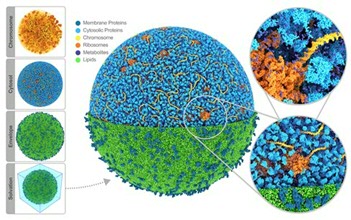 Illustration: Resolving whole-cell structure and dynamics through computational microscopy.