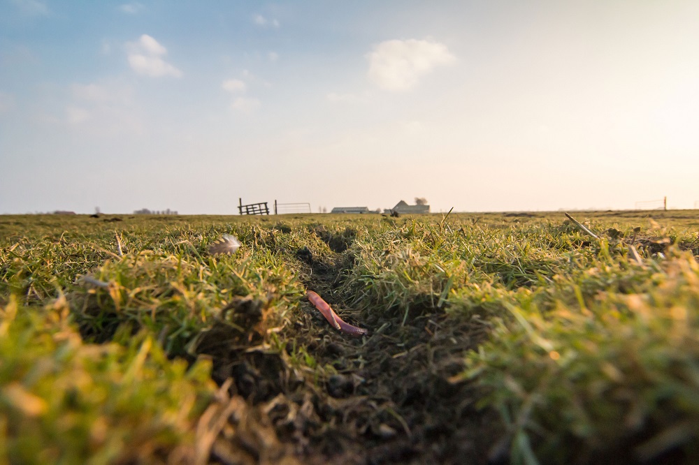 Worm op grasland; Foto Jeroen Onrust