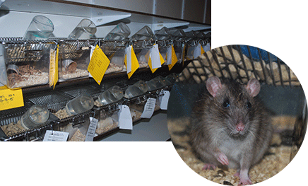 Rodent breeding facility, rat
