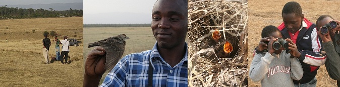 Kenyan larks and field sites