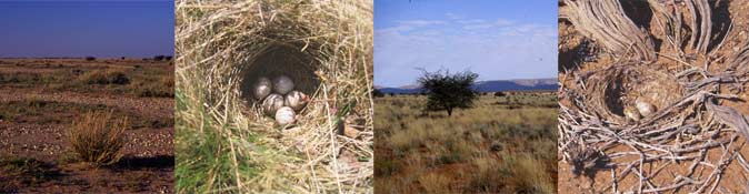lark environments and nests