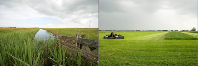 Kruidenrijk, extensief beheerd grasland (Koudum - Haanmeerpolder, l.) en intensief gebruikt, kruidenarm grasland (Koudum - De Flait, r.; foto's: Rosemarie Kentie)