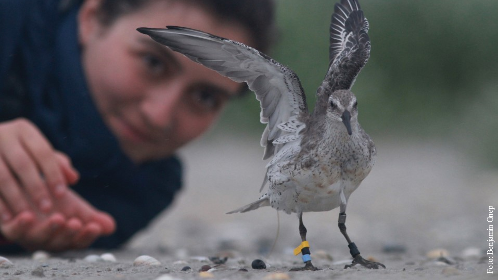 A tagged red knot released by PhD student Selin Ersoy in the Wadden Sea. Photo by Benjamin Gnep.
